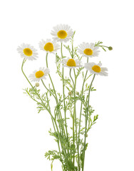 Chamomiles daisy flower isolated on white background without shadow with clipping path
