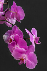 Fototapeta na wymiar Orchid flowers on black background