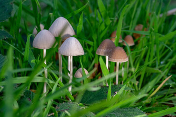 Newly emerged mushrooms in grass