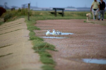 Chatting seagulls at riverside park.