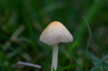 Newly emerged mushroom