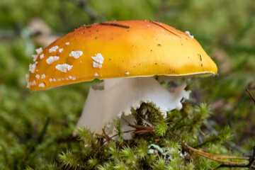 Newly emerged mushroom in grassland