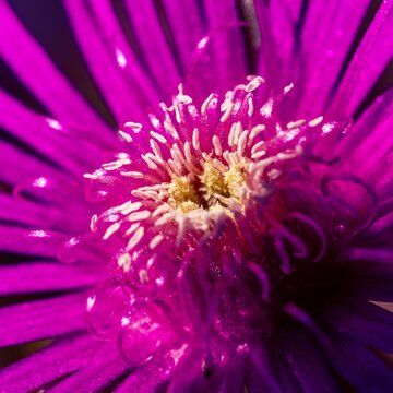 Closeup shot of a purple Ruschieae flower