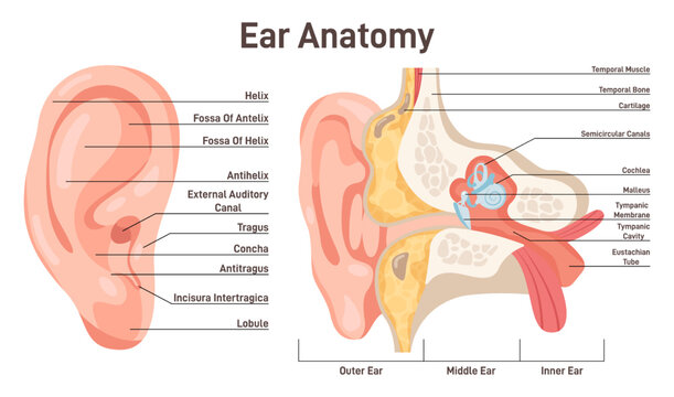 Ear anatomy. Human sound organ anatomical structure, outer,