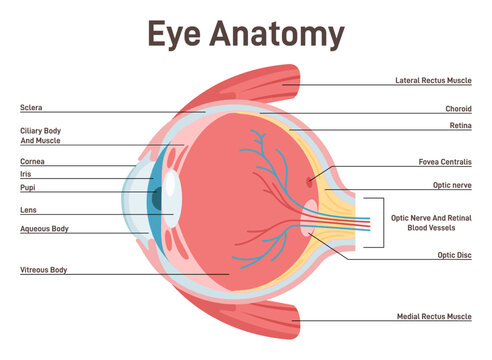 Eye anatomy. Human vision organ cross section anatomical structure.