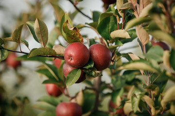 Many colorful red ripe juicy apples on a branch in the garden ready for harvest in autumn. Apple orchard