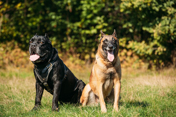 Red Malinois dog and black Cane Corso dog sitting together in grass. Big dog breeds.