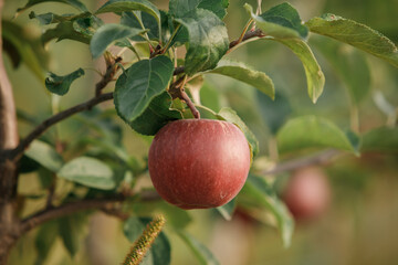 Many colorful red ripe juicy apples on a branch in the garden ready for harvest in autumn. Apple orchard