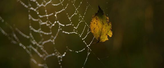 
BIRCH LEAF - Golden autumn on a spider web in drops of morning dew
