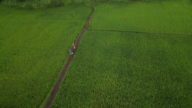 Aerial View Of A Paddy Field In India