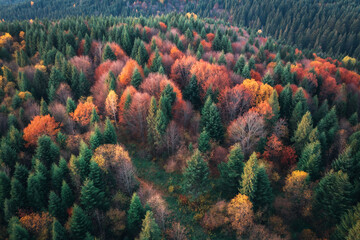 Aerial view of beautiful colorful autumn forest in Ukraine. Top view from drone of red and orange...