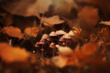 Mushroom caps amid a pile of brown leaves on the forest floor on a fall day in Germany. - Powered by Adobe