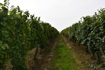 Fototapeta na wymiar Vineyard rows, outdoors, cultivated 