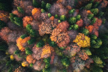 Aerial view of beautiful colorful autumn forest in Ukraine. Top view from drone of red and orange trees in fall at sunset. View from above of woods. Nature background. Multicolored leaves. Landscape