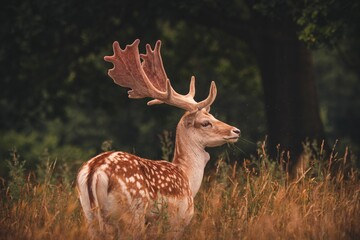 Beautiful spotted fallow deer with antlers grazing on a rural field