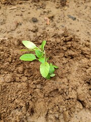 A hand gently holding a small plant with soil, symbolizing growth, care, and nature, portraying the nurturing process of life and environmental sustainability.