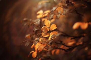 Lively closeup of falling autumn leaves with vibrant backlight from the setting sun