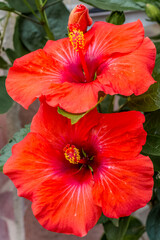 Fleurs rouges d’hibiscus 