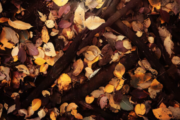 Red and Orange Autumn Leaves Background