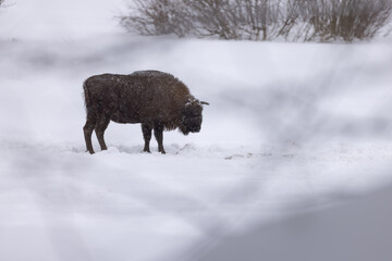 żubr bison