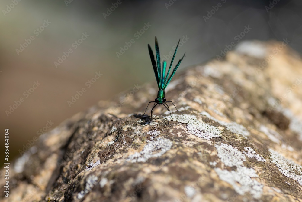 Sticker closeup shot of common green broadwing dragonfly(neurobasis chinensis)sitting on stone on sunny day