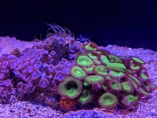 Close up of colorful Zoanthids (Zoantharia) underwater