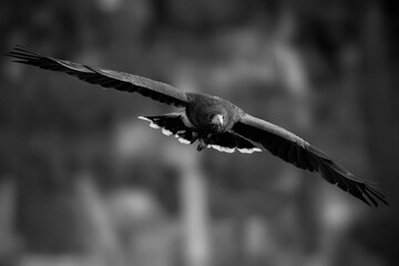 Greyscale of the giant  Andean condor spreading his wings and flying high above the sky - Powered by Adobe