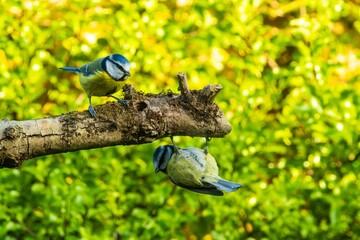 Closeup shot of blue tit berds perched on a moss covered branch