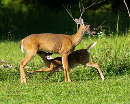 White-tailed Doe Feeding A Fawn On A Green Field In Dover, Tennessee