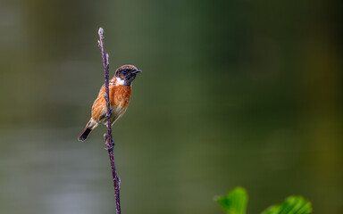 Male stonechat