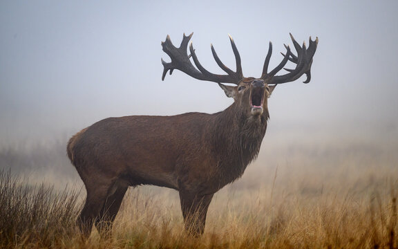 Bellowing stag in early morning mist