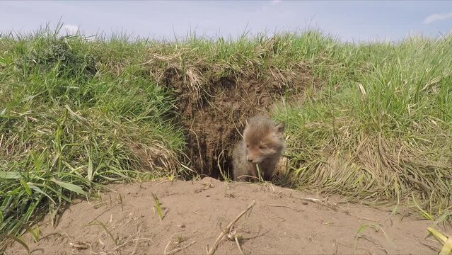 Adorable little fox coming out of den in the field and looking around in Jurrasic Highland, Poland