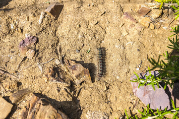 Gypsy Moth (Lymantria dispar dispar) caterpillar.