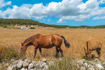 Typical Menorcan horse in Menorca, Spain