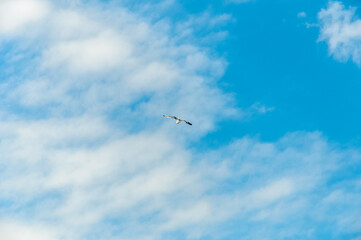 Seagull over Sa Falconera in Menorca Island, Spain.