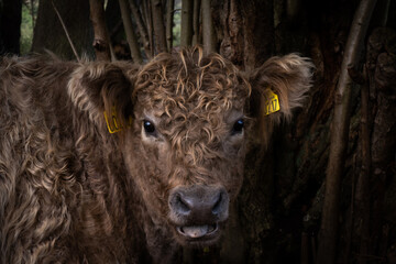 portrait of a cow