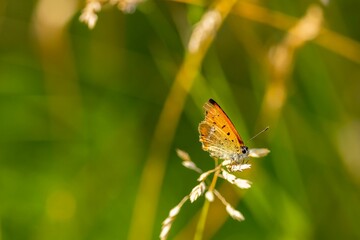 Closeup of a scarce copper butterfly on plant in field under sunlight on blurry background