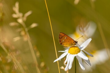 Closeup of scarce copper butterfly on daisy flower in field under sunlight on blurry background