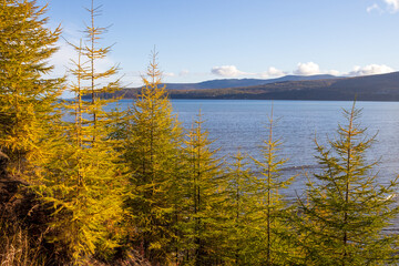 Beautiful autumn landscape. View of the larch forest and the sea. Larch trees with yellow needles. Traveling and hiking in the forest area. Outdoor recreation. Ecological tourism in northern nature.