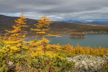 Naklejka na ściany i meble Beautiful autumn landscape. View from the hill to the bay and the island. Larch trees with yellow needles. Autumn forest in the mountains. Travel and ecological tourism in northern nature. Fall season