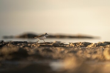 Close-up view of a Killdeer bird perching on the soil on a sunny day