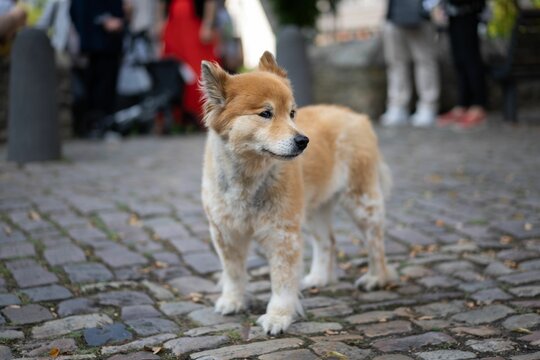 A dog looking around and observing its environment