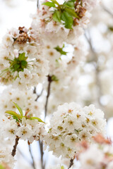 FLOR DE CEREZO (Cerassus)