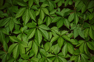 Fototapeta na wymiar Green leaves of Virginia creeper Parthenocissus quinquefolia close up. Green leaves background