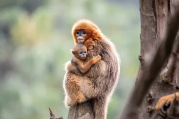 Fotobehang Aap Red howler monkey mother carrying her baby  © Kevin's Workspace/Wirestock Creators