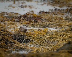 Otter in sea loch on Isle of Mull, Scotland