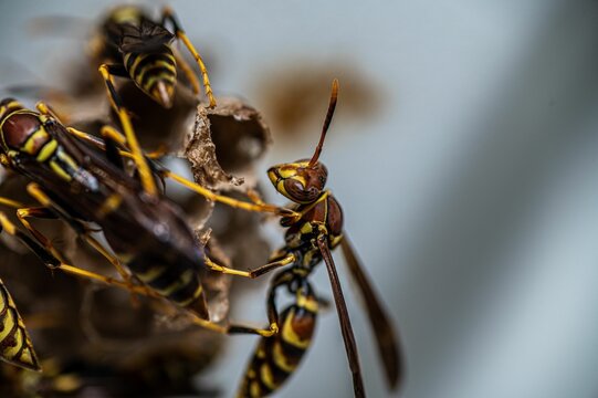 Macro shot of yellowjackets on a blurry background