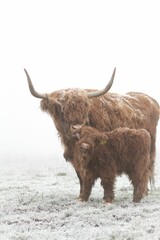 Highland cattle licking its cute baby in a snowy field
