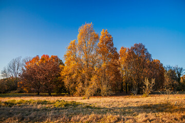 Meadow and Autumn trees on a sunny day with blue sky