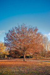 Autumn tree with orange color and blue sky